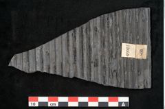 Foto (Detailansicht) von Sigillaria elongata Brongniart (NHMW-GEO-2024-0188-11059)